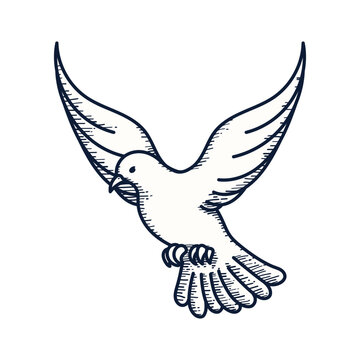 Dove , Dove Vector Illustration, Dove Bird Doodle Vector, Bird Sketch Vector, Dove Drawn Vector, Pigeon Bird Vector Image.