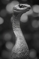 Fototapeta premium Detailed Portrait of a Unique Snake with Intricate Scales Against a Soft Blurred Background, Showcasing Its Distinctive Features and Elegant Form
