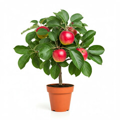 small red apple tree plant in terracotta pot isolated on white background