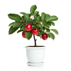 small potted red apple tree with green leaves isolated on white background