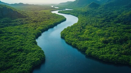Naklejka premium Aerial View of Serene River Winding Through Lush Green Mangrove Forest