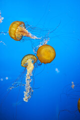 jellyfish in aquarium