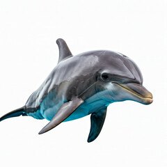 Fototapeta premium beautiful gray dolphin isolated on white background looking upward