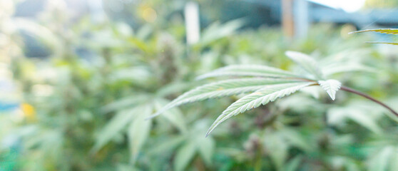 green leaf,green cannabis leaf,,cannabis strain outdoor Growing,cover page,copy space