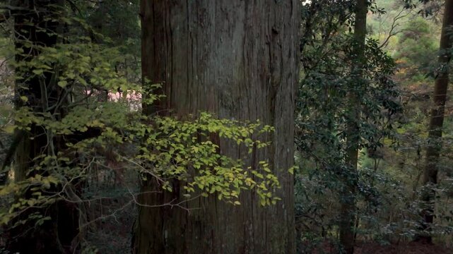 高い杉の木のリアル映像（ドローン撮影）
