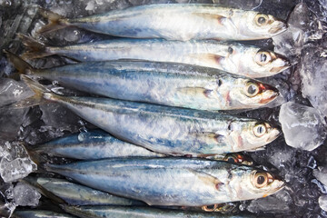 Several mackerel scad fish on ice