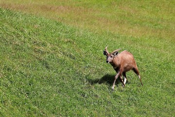Fototapeta premium 草原を走るシタツンガの子供