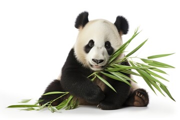 Naklejka premium A panda eating bamboo internode wildlife animal mammal.