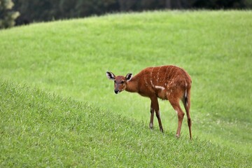 草原の上で振り向くシタツンガのメス