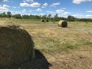 hay bales in the field