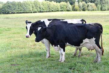 Holstein Cow herd. Cow herd at farm. Dairy cow herd in meadow. Cow farming. Black and white cows on grassy field. Holstein cows.