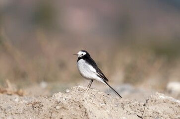 Oriental magpie robin