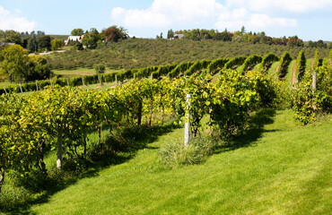 Sunlit vineyard in Traverse City, with rows of lush green grapevines stretching across rolling hills, framed by a serene rural landscape