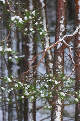 forest