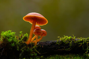 Mushrooms, the silent heroes of nature. Natural background.
