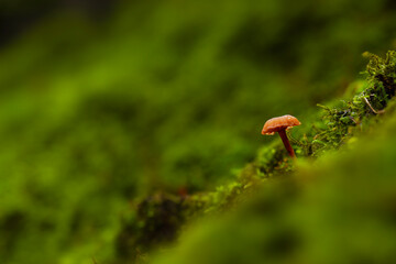 Mushrooms, the silent heroes of nature. Natural background.