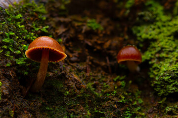 Mushrooms, the silent heroes of nature. Natural background.