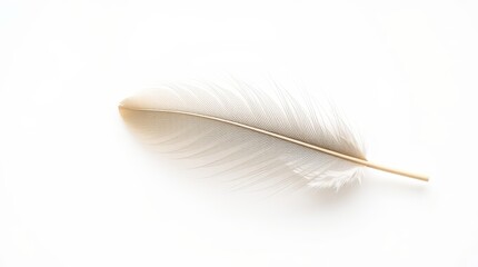 White feather on plain white background