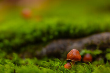 Mushrooms, the silent heroes of nature. Natural background.