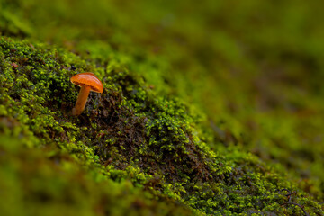 Mushrooms, the silent heroes of nature. Natural background.