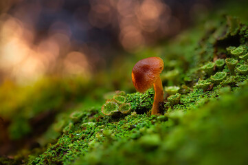 Mushrooms, the silent heroes of nature. Natural background.