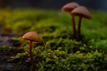 Mushrooms, the silent heroes of nature. Natural background.
