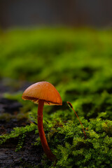 Mushrooms, the silent heroes of nature. Natural background.