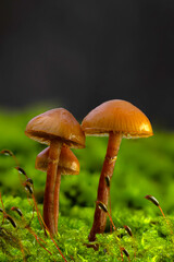 Mushrooms, the silent heroes of nature. Natural background.
