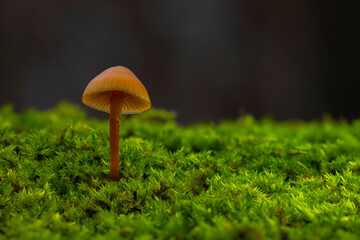 Mushrooms, the silent heroes of nature. Natural background.