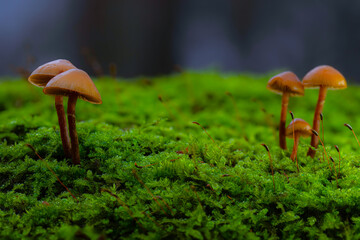 Mushrooms, the silent heroes of nature. Natural background.