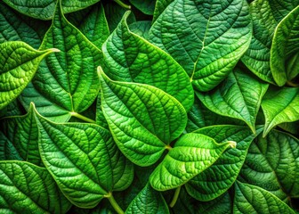 Translucent bean sprout leaves unfurl in this stunning high-resolution close-up macro photograph.