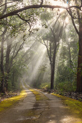 Obraz premium Autumn landscape,Empty Road through forest with real son, beautiful summer morning,