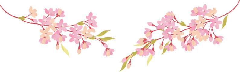 満開の桜の枝のイラスト