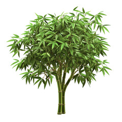Abstract Cartoon Bamboo Money Tree for Creative Projects on transparent background.