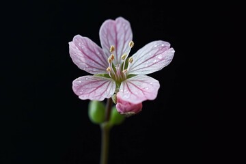 Fototapeta premium Delicate pink flower with water droplets against a dark background in a natural setting