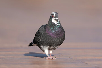 カワラバト, パイド