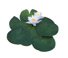 Lotus or Water lily or Nymphaea flower. Close up white lotus flower on lotus leaves isolated on...