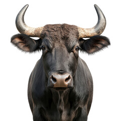 Naklejka premium Isolated Buffalo in Natural Habitat for Wildlife Documentation on transparent background.