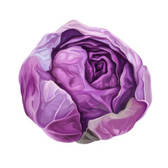 Fototapeta premium Fresh Cabbage Isolated on White Background for Healthy Cooking on transparent background.