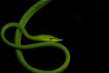 Close-up portrait of Long-nosed whip snake at Hua hin, Thailand