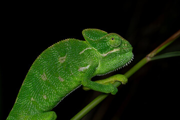 Close-up portrait of a Indian chameleon 