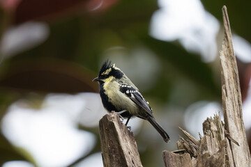 The Indian black-lored tit, Indian tit, or Indian yellow tit is a passerine bird in the tit family. 