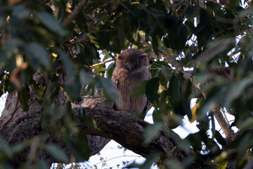 Brown-fish owl perched hidden on a tree waits patiently for the morning hunt