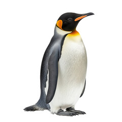 Obraz premium Cute Penguin Isolated on White Background for Creative Projects on transparent background.