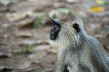 close up of a Indian gray langur