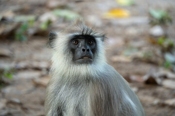 Close-up portrait of a Indian gray langur or hanuman langur sitting on the ground