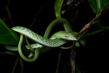 The northern Western Ghats vine snake is a species of tree snake endemic to the northern Western Ghats of India.	