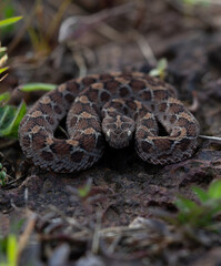 Saw-scaled pit viper or Indian saw-scaled pit viper ( echis carinatus )