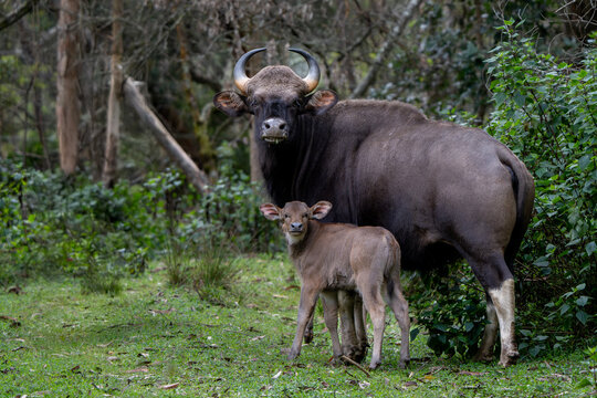 Alert Indian gaur or Indian bison ( bos gaurus ) with its calf on a grassy meadow at kodaikanal, Tamilandu