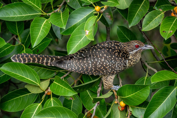 Koel or Pied Cuckoo in the wild at dawn looking for food in Thailand